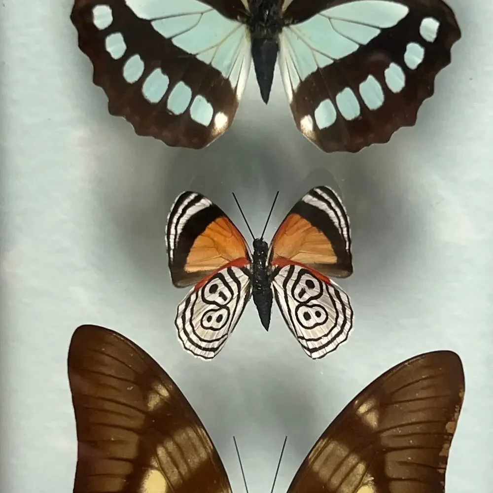 Vintage Real Butterfly Shadowbox Display Wood Frame Wall Art Taxidermy